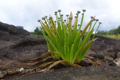 Eriocaulon eurypeplon